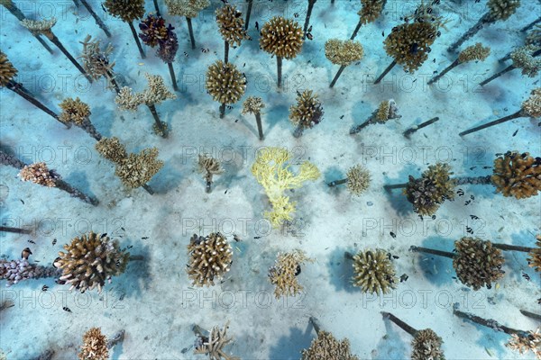 Coral breeding of stony corals