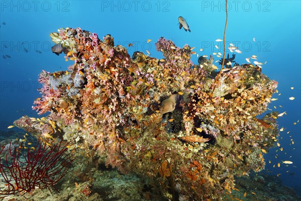 Giant Moray moray