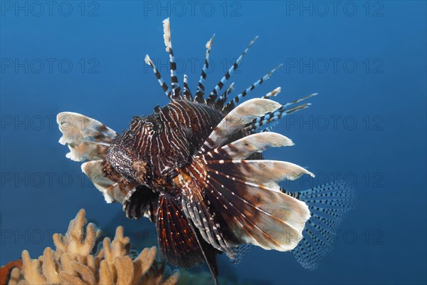 Red Lionfish