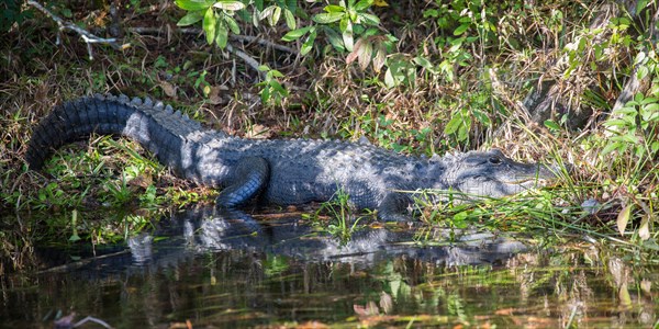 American alligator