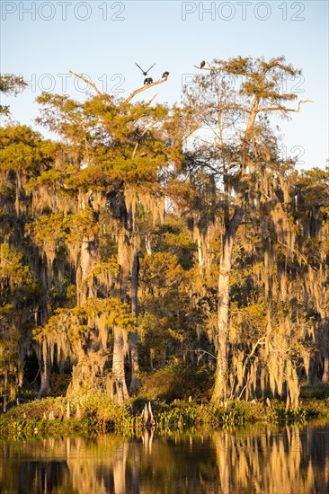 Cypresses