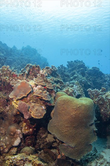 Coral reef