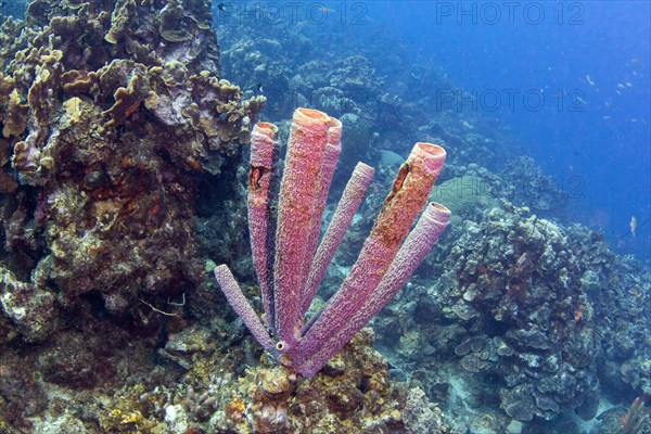 Purple stovepipe sponge