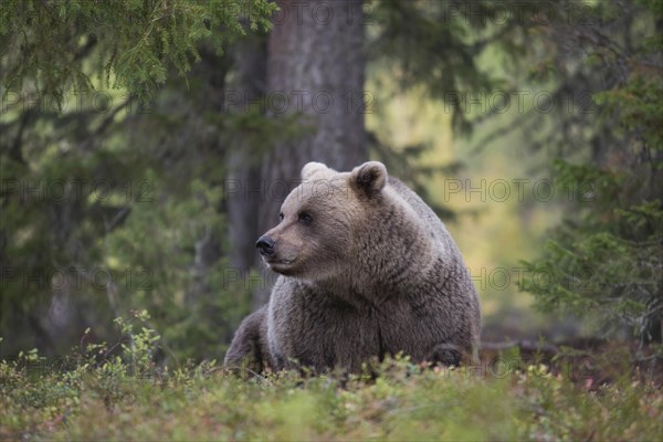 Brown bear