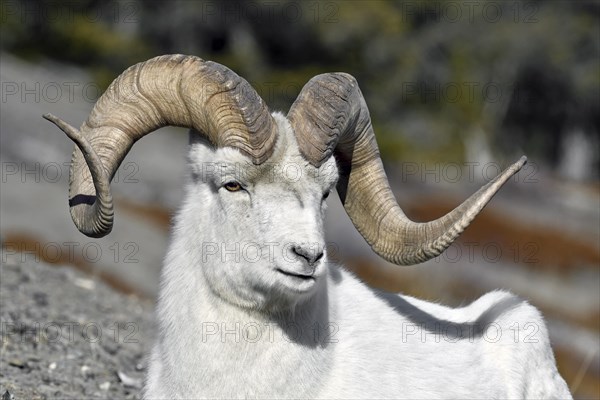 Dall sheep