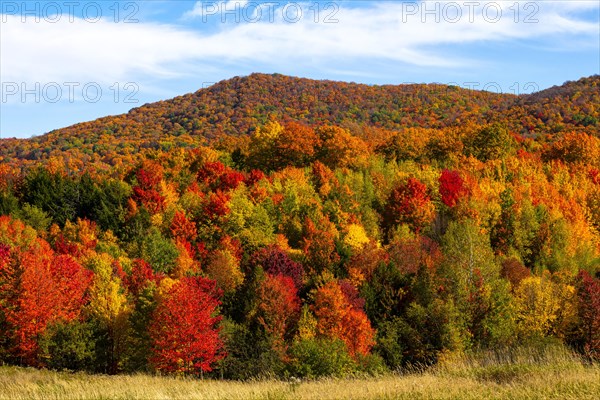 Deciduous forest with bright autumn colours
