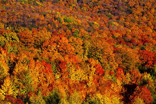 Deciduous forest in bright autumn colours