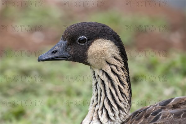 Hawaiian Goose