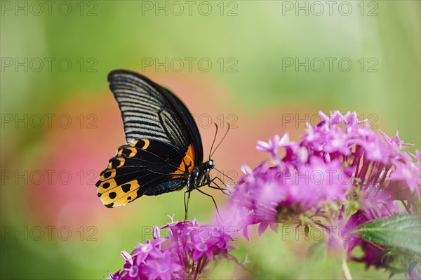 Scarlet Mormon or red Mormon