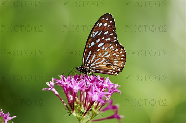 Blue Tiger