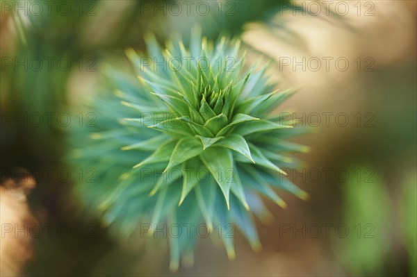 Monkey puzzle tree