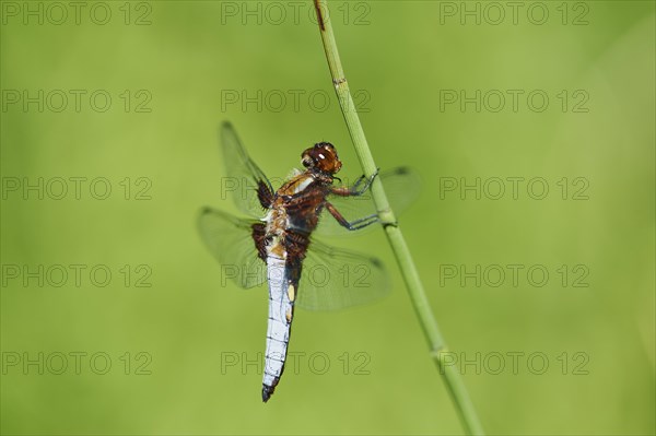 Broad-bodied chaser