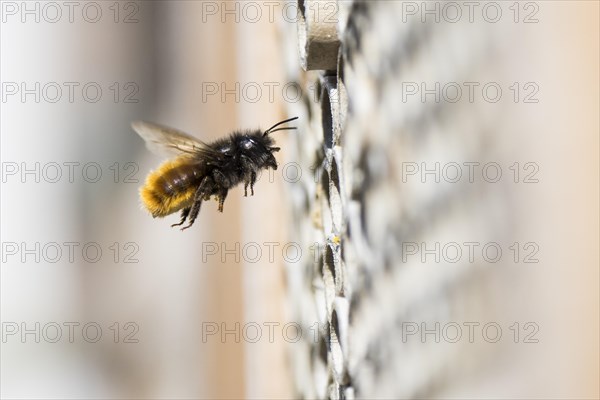 Hornfaced bee