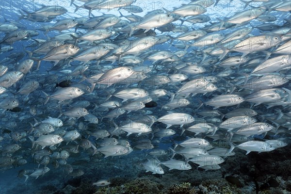 Swarm Bigeye trevallies