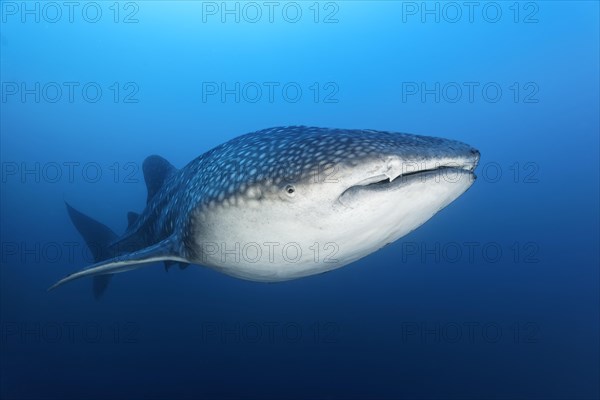 Whale shark