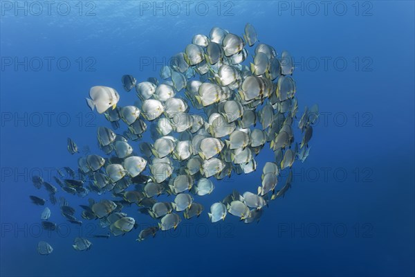 Large school of fish Orbicular batfish