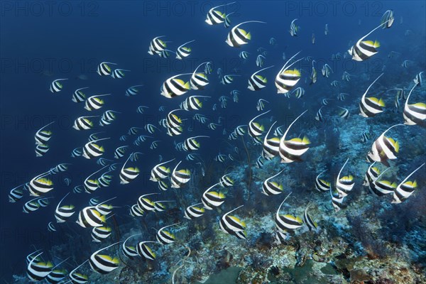 False moorish idol