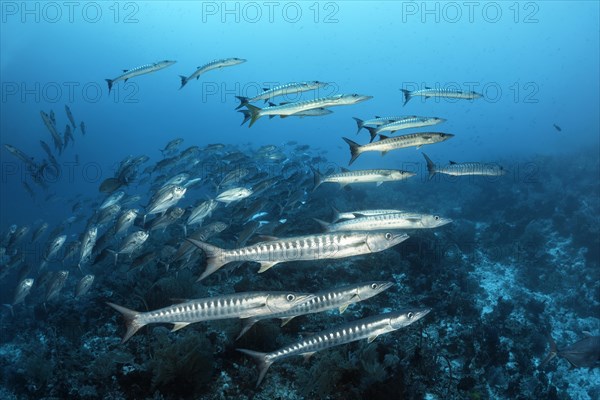 Swarm of fish Blackfin barracudas