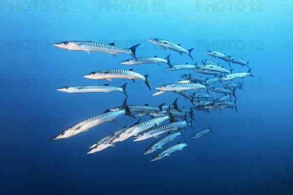 Swarm of fish Blackfin barracuda