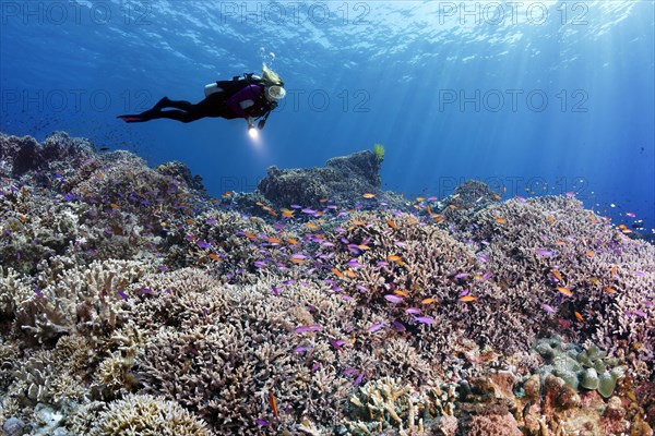 Diver swims over coral reef with different hard corals