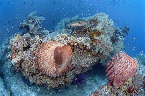 Offshore coral block with Barrel sponge