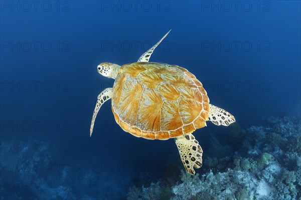 Green sea turtle