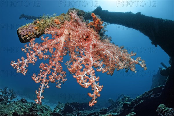 Klunzinger's Soft Coral