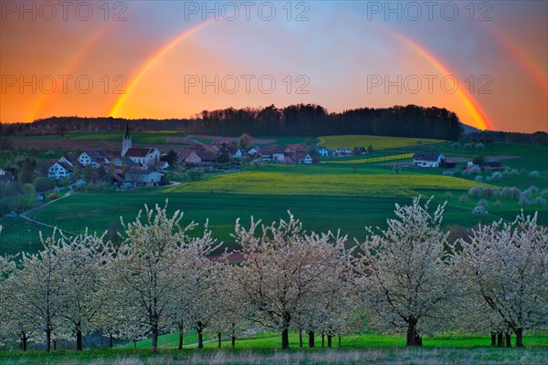 Blossoming cherry trees