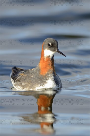 Floating Red-necked Phalarope