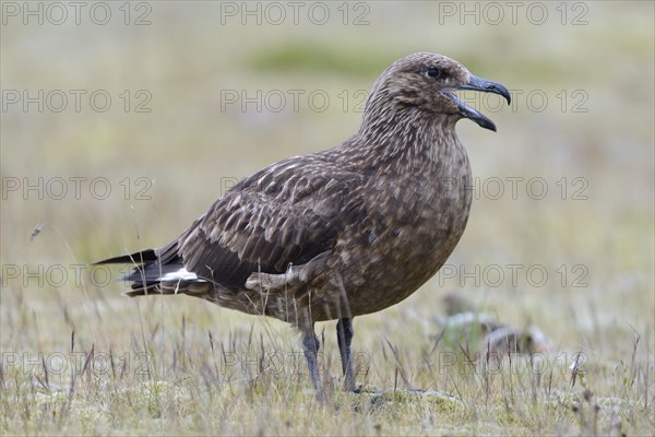 Skua