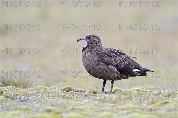 Skua