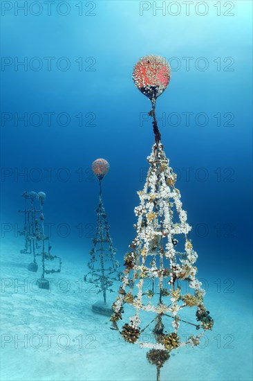 Coral breeding of stony corals