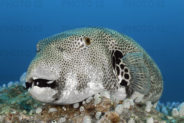 Star puffer