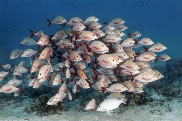 Fish shoal Humpback Red Snapper