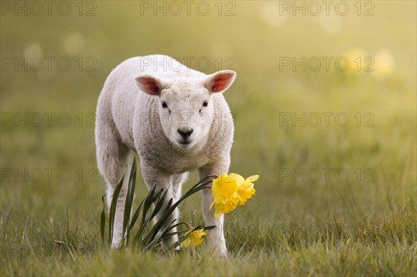 Domestic sheep