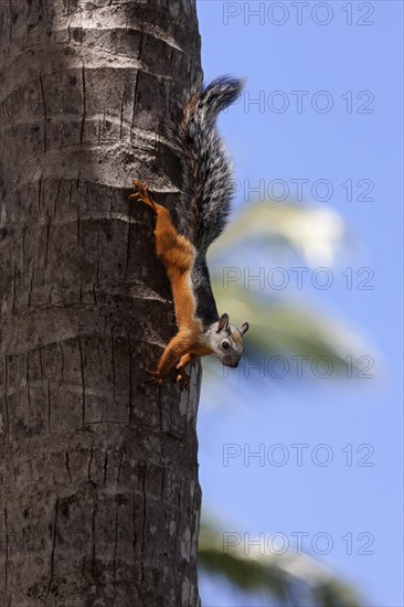 Variegated squirrel