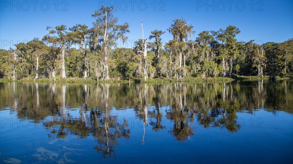 Cypresses