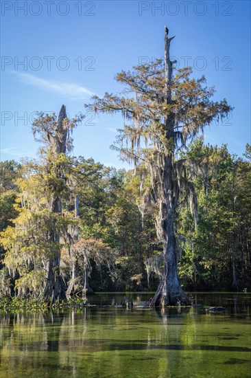 Cypresses