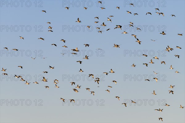 Eurasian Wigeon