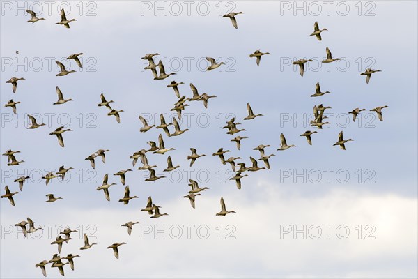 Pintails