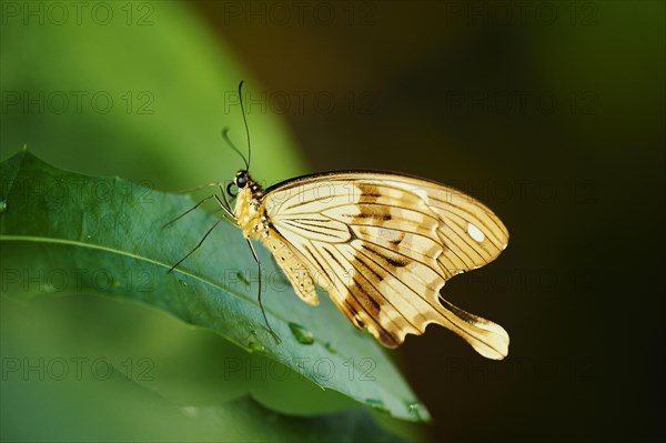 Mocker Swallowtail