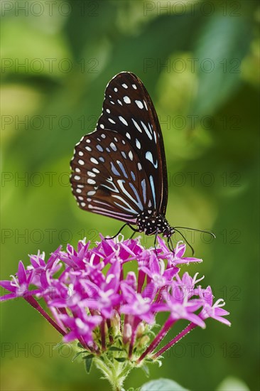 Blue Tiger