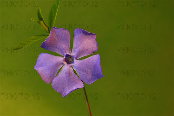 Lesser periwinkle