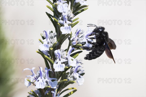 Violet carpenter bee