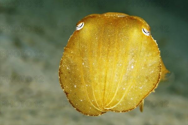 Broadclub Cuttlefish