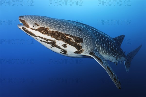 Whale shark