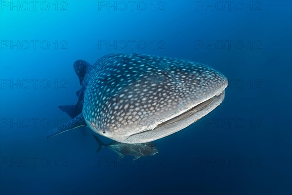 Whale shark