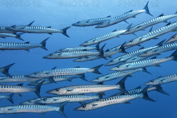 Swarm of fish Blackfin barracuda