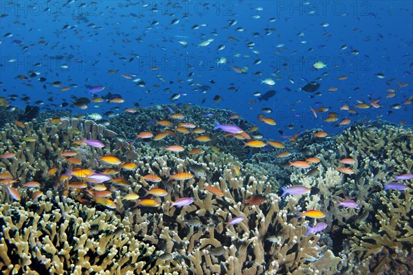 Fish shoal of different Anthias