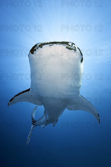 Whale shark